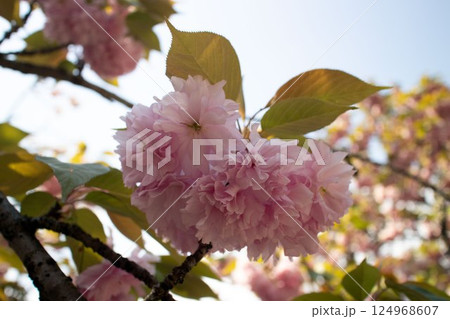 見上げた春の花(ピンクのボタン桜) 見上げた春の花(ピンクのボタン桜) 124968607