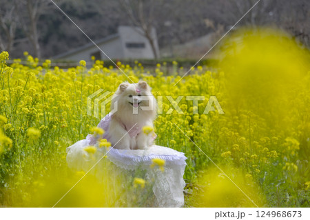 菜の花畑のポメラニアン 124968673