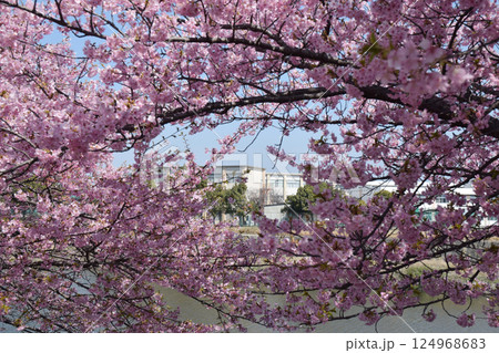 Cherry blossom and a school campus / 満開の桜と学校のキャンパス 124968683