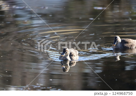 池を泳ぐカルガモ 124968750