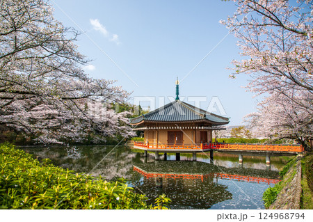 早朝の安倍文珠院の金閣浮御堂と桜 124968794