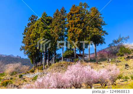 埼玉県秩父郡東秩父村大内沢 大内沢花桃の郷の大通領神社を彩る早春の早咲き桜 埼玉県秩父郡東秩父村大内沢 大内沢花桃の郷の大通領神社を彩る早春の早咲き桜 124968813