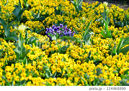 満開のビオラ　城山公園　桶川市 124968890