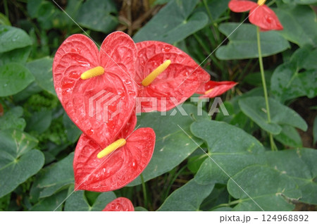 オオベニウチワ 124968892