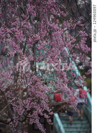 Children under cherry blossom / 満開の桜並木の下を通学する小学生児童 124968897