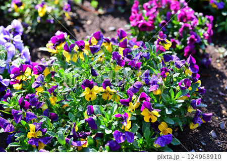 満開のビオラ　城山公園　桶川市 124968910