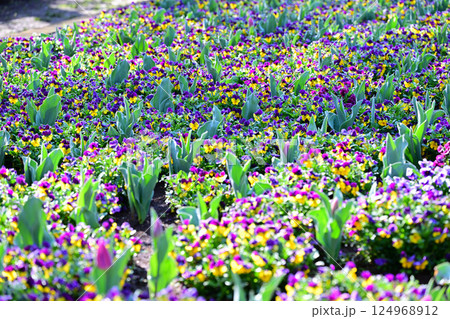満開のビオラ　城山公園　桶川市 124968912