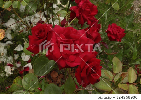 バラ園にて 124968980