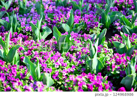 満開のビオラ 城山公園 桶川市 満開のビオラ 城山公園 桶川市 124968986
