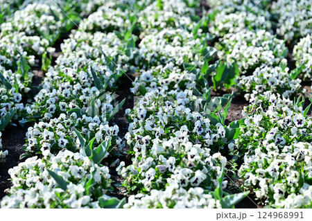 満開のビオラ 城山公園 桶川市 満開のビオラ 城山公園 桶川市 124968991