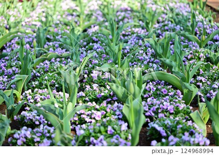 満開のビオラ 城山公園 桶川市 満開のビオラ 城山公園 桶川市 124968994