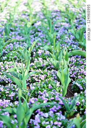 満開のビオラ　城山公園　桶川市 124968995