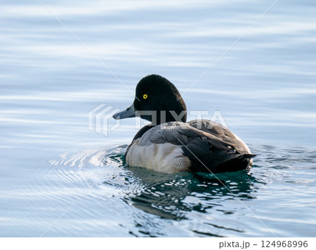 スズガモ スズガモ 124968996