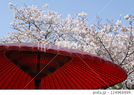 Cherry blossom and red umbrella / 満開のソメイヨシノと野点の赤い傘 Cherry blossom and red umbrella / 満開のソメイヨシノと野点の赤い傘 124968999