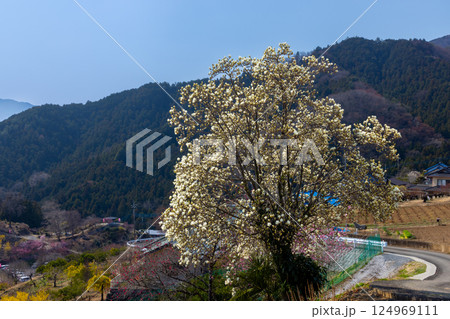 埼玉県秩父郡東秩父村大内沢　早春の里山に花桃が咲き乱れる「花桃の郷」の斜面に咲く一本のハクモクレン 124969111