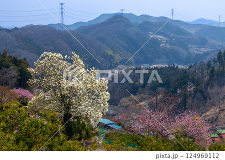 埼玉県秩父郡東秩父村大内沢 早春の里山に花桃が咲き乱れる「花桃の郷」の斜面に咲く一本のハクモクレン 埼玉県秩父郡東秩父村大内沢 早春の里山に花桃が咲き乱れる「花桃の郷」の斜面に咲く一本のハクモクレン 124969112