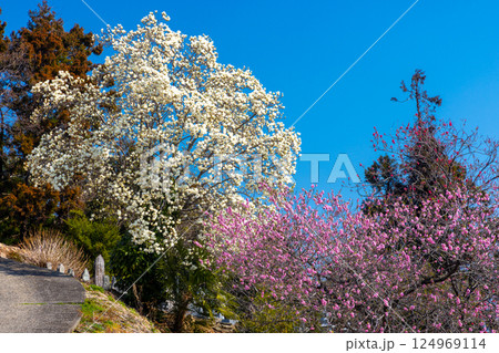 埼玉県秩父郡東秩父村大内沢　早春の里山に花桃が咲き乱れる「花桃の郷」の斜面に咲く一本のハクモクレン 124969114