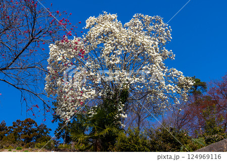 埼玉県秩父郡東秩父村大内沢 早春の里山に花桃が咲き乱れる「花桃の郷」の斜面に咲く一本のハクモクレン 埼玉県秩父郡東秩父村大内沢 早春の里山に花桃が咲き乱れる「花桃の郷」の斜面に咲く一本のハクモクレン 124969116
