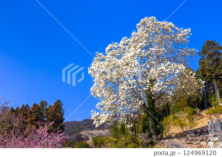 埼玉県秩父郡東秩父村大内沢　早春の里山に花桃が咲き乱れる「花桃の郷」の斜面に咲く一本のハクモクレン 124969120