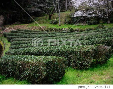 田舎の茶畑 124969151