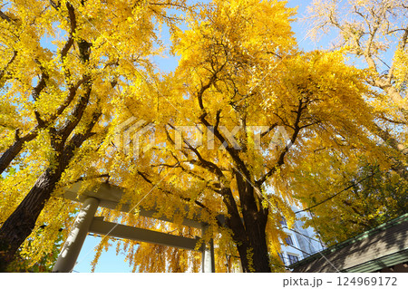Dec 7 2024 Japanese Shrine Surrounded by Ginkgo Trees During Autumn, Tokyo Dec 7 2024 Japanese Shrine Surrounded by Ginkgo Trees During Autumn, Tokyo 124969172