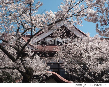 コヒガン桜 コヒガン桜 124969196