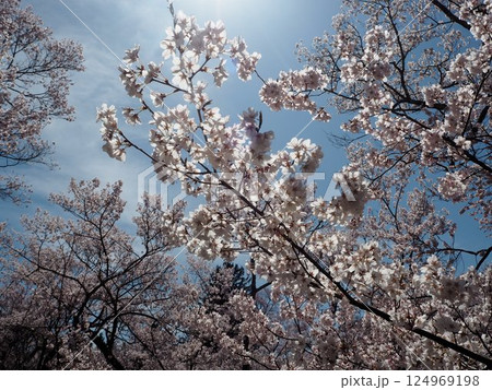 高遠桜004 124969198