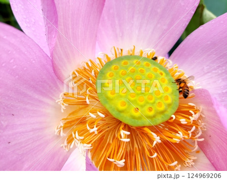 ピンク色の蓮の花 124969206