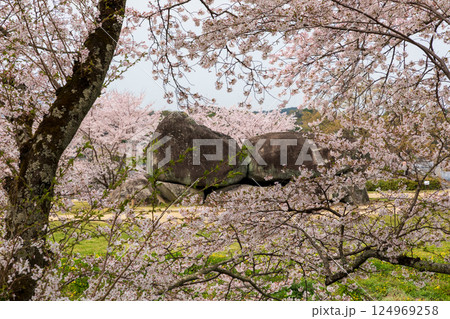 満開の桜に眠る石舞台古墳 満開の桜に眠る石舞台古墳 124969258