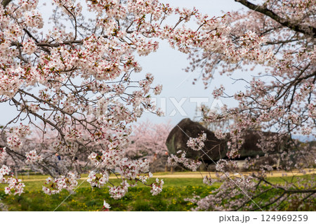 満開の桜咲く石舞台古墳 124969259