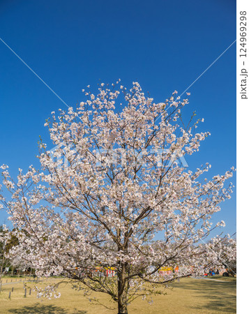 青空の下、公園に咲く満開の桜（神代曙・ジンダイアケボノ） 124969298