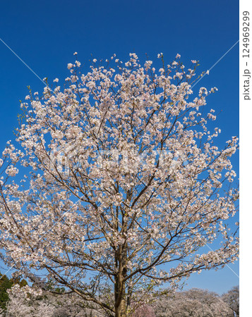 青空の下、公園に咲く満開の桜（神代曙・ジンダイアケボノ） 124969299