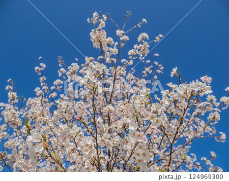 青空の下、公園に咲く満開の桜(神代曙・ジンダイアケボノ) 青空の下、公園に咲く満開の桜(神代曙・ジンダイアケボノ) 124969300