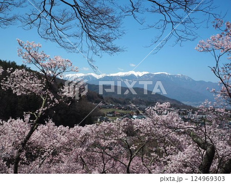 高遠桜と中央アルプス004 124969303