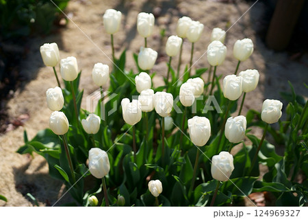 チューリップの花 チューリップの花 124969327