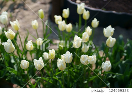 チューリップの花 チューリップの花 124969328