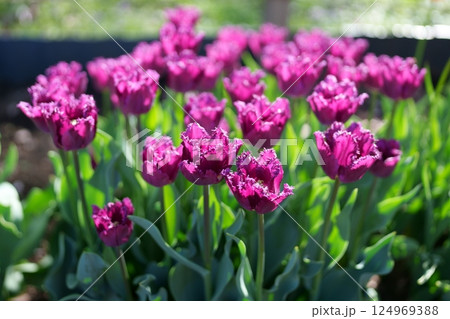 チューリップの花 124969388