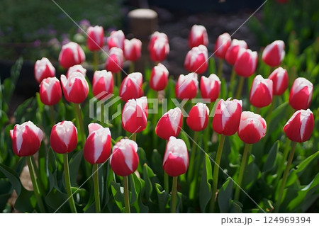 チューリップの花 チューリップの花 124969394