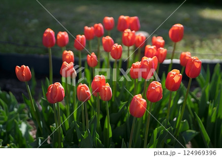 チューリップの花 124969396