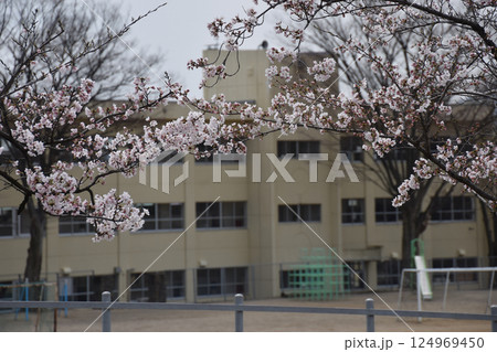 Cherry blossom and the school / 満開の桜の咲く学校(小学校・中学校) 124969450