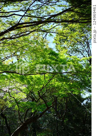 新緑の季節 124969461
