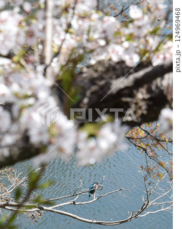 The kingfisher on cherry tree / 満開の桜の枝にとまるカワセミ 124969468