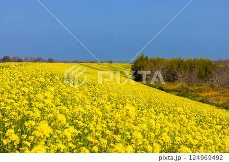 埼玉県川越市古谷上 荒川入間川沿い堤防土手に広がる菜の花畑の景色 埼玉県川越市古谷上 荒川入間川沿い堤防土手に広がる菜の花畑の景色 124969492