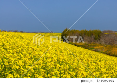 埼玉県川越市古谷上 荒川入間川沿い堤防土手に広がる菜の花畑の景色 埼玉県川越市古谷上 荒川入間川沿い堤防土手に広がる菜の花畑の景色 124969493
