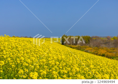 埼玉県川越市古谷上　荒川入間川沿い堤防土手に広がる菜の花畑の景色 124969494