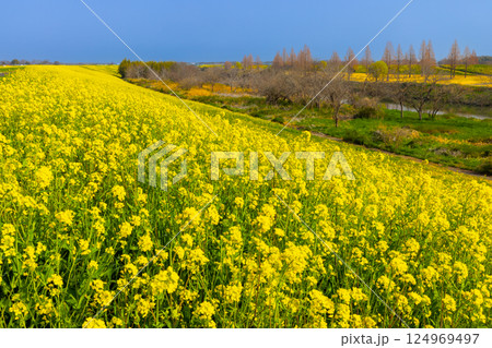 埼玉県川越市古谷上　荒川入間川沿い堤防土手に広がる菜の花畑の景色 124969497