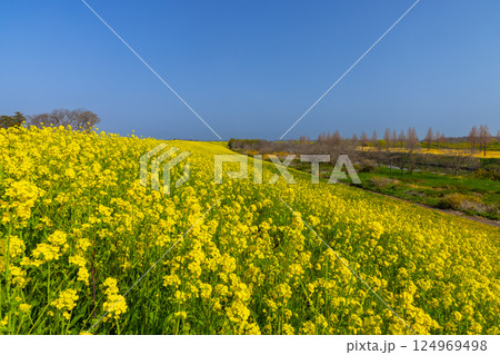 埼玉県川越市古谷上 荒川入間川沿い堤防土手に広がる菜の花畑の景色 埼玉県川越市古谷上 荒川入間川沿い堤防土手に広がる菜の花畑の景色 124969498