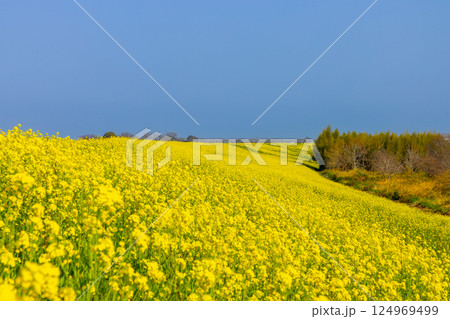 埼玉県川越市古谷上 荒川入間川沿い堤防土手に広がる菜の花畑の景色 埼玉県川越市古谷上 荒川入間川沿い堤防土手に広がる菜の花畑の景色 124969499