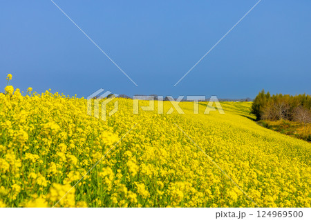 埼玉県川越市古谷上　荒川入間川沿い堤防土手に広がる菜の花畑の景色 124969500