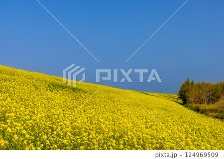 埼玉県川越市古谷上　荒川入間川沿い堤防土手に広がる菜の花畑の景色 124969509
